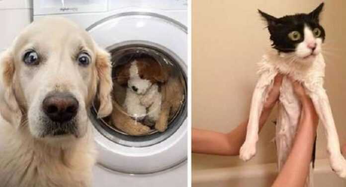 15 funny shots that sometimes pets have to try very hard to understand the world of people