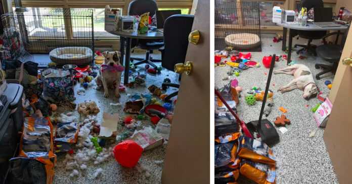 A dog from a shelter, left alone in the office, decides to throw himself a party of his life