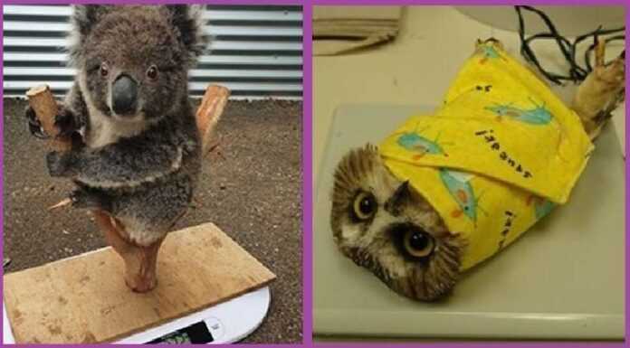 14 hilarious photos that show the tricks you have to go through to weigh animals at the zoo