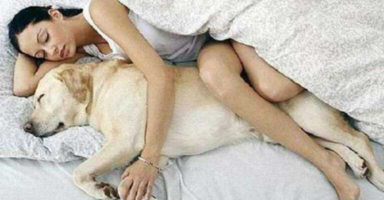 7 reasons to let your dog nap in bed