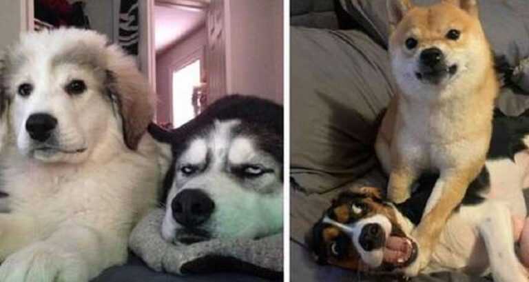 15 Photos Of Canine Siblings Who Are Clearly Not Enthusiastic About Their Relatives