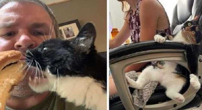 15 Examples of Insolence of Cats For Which Human Personal Space Means Nothing