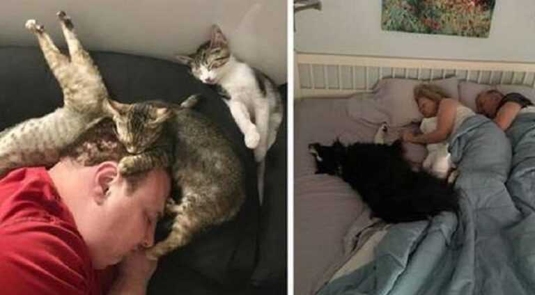 15 examples of egregious arrogance when cats and dogs shamelessly forced people out of their beds