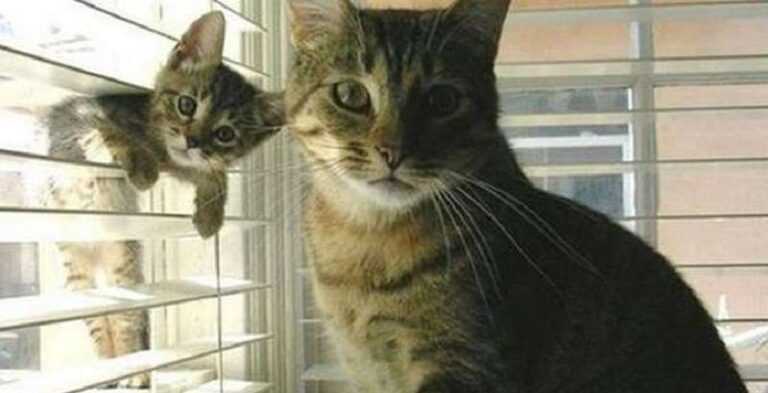 “Baby, I love you!”: 10 cute pictures of cat-moms with babies