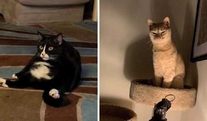 9 cats who were caught off guard – they did not have time to disguise