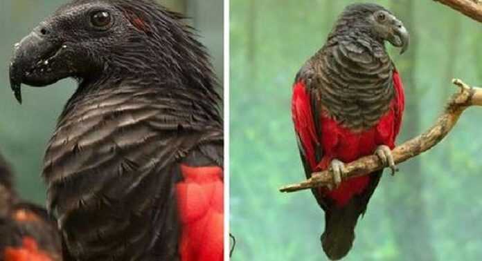 12 photos of an eagle parrot – Count Dracula from the world of birds, whose appearance inspires awe and admiration