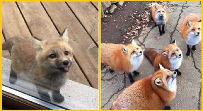 15 adorable foxes that suddenly appeared in people's lives and climbed into their very heart