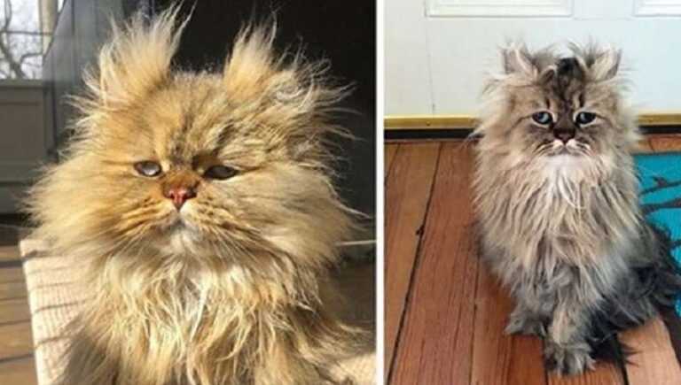 Barnaby the cat looks like the hero of the joke “Wake up, but forgot to wake up”