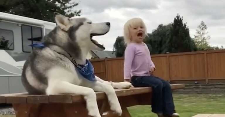 Husky imitates a screaming girl. This is the best duo you will see