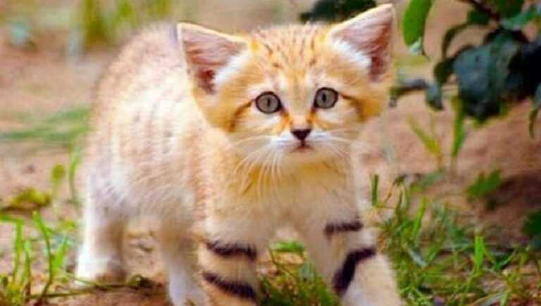 Even as an adult, the dune cat looks like a kitten because of its size.