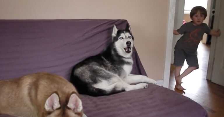 Dad asks the dog if he wants potatoes, and Husky's response literally sweeps him off the floor