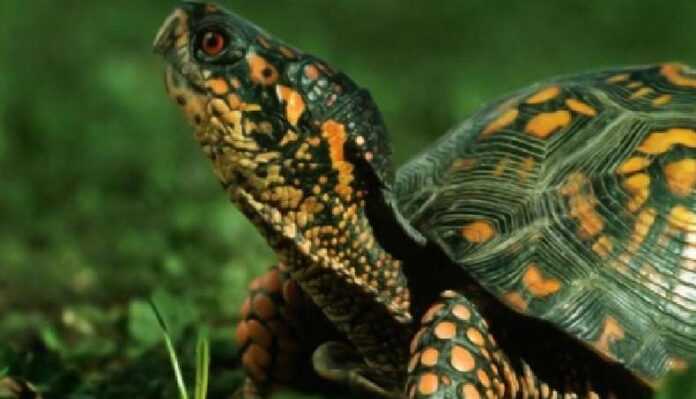 Why turtles are useful in the house: facts and signs