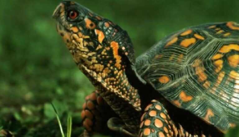 Why turtles are useful in the house: facts and signs