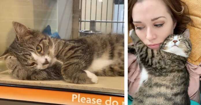 A touching video shows what love can do with a sad cat from a shelter