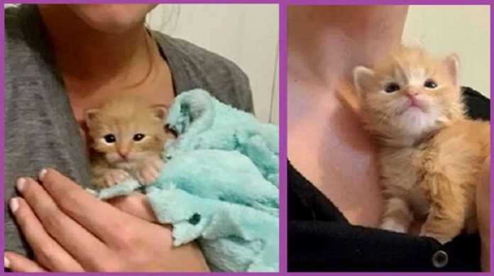 The kitten, which almost died out, sunk into the soul of the rescuers
