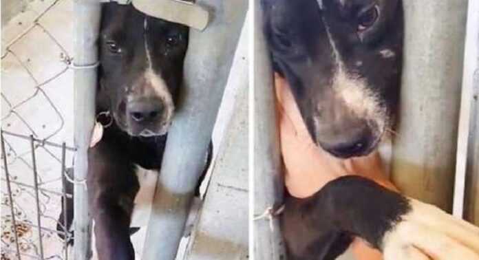 The dog from the shelter wanted to find the owner so badly that she extended her paw to everyone who stopped at her cage.