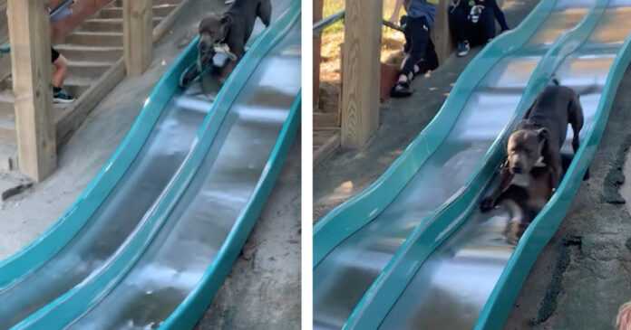 The cheerful doggie goes crazy on the playground and rolls off the slide like a real professional