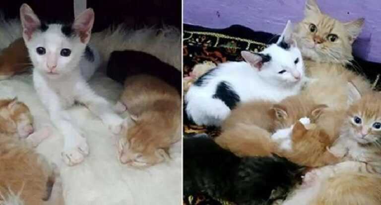 An orphan kitten snuck into the nest of little kittens and demanded to be part of their family