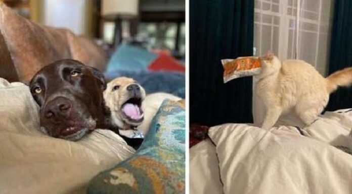 15 Cases When Pets Cheered Up Everyone Around With Just Their Looks, Even Though They Didn't Even Try