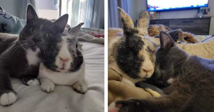 The rescued rabbit “adopts” the kitten and becomes her best friend forever