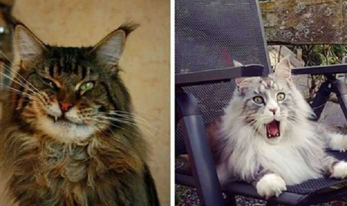 15 Photos That Prove Majestic Maine Coons Can Be Ridiculous Too