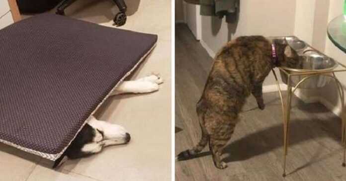 15 frames that prove that pets have their own logic and it is brutally difficult to comprehend it