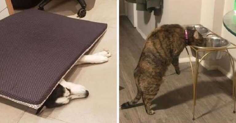 15 frames that prove that pets have their own logic and it is brutally difficult to comprehend it