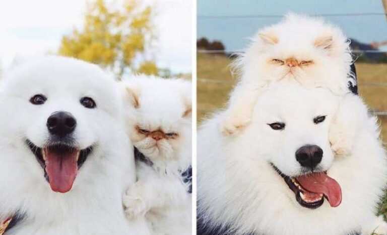 The amazing friendship of an unsmiling cat and a happy dog conquered the Internet