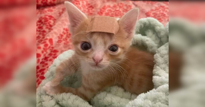 The woman discovers that the cat she is taking care of is different. She must always wear a plaster on her head