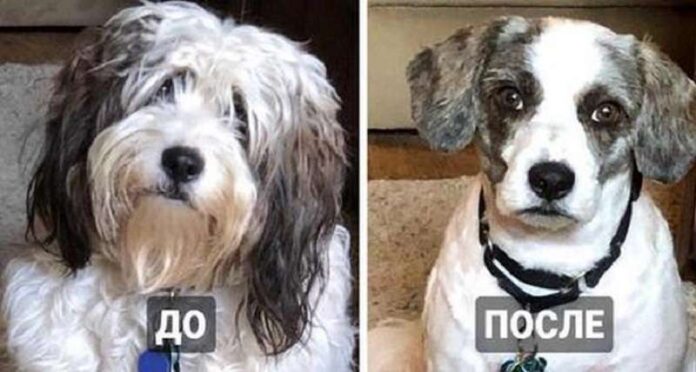 15 dogs that have changed so much after a haircut that the owners did not immediately recognize them as their pets