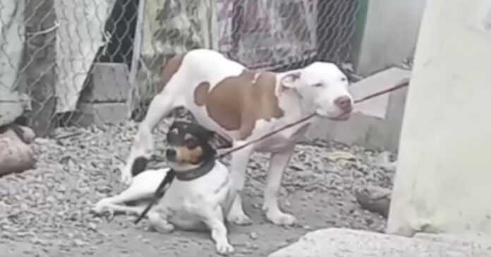 The little dog bites on the leash to help his attached friend break free from the harness