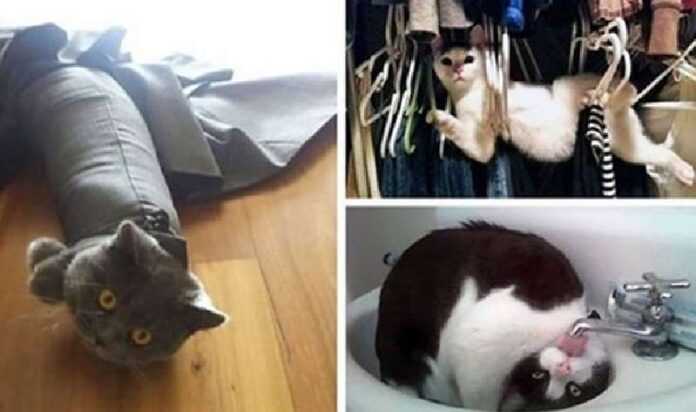 15 cats that make you laugh