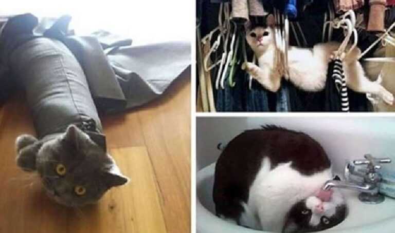 15 cats that make you laugh