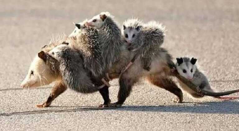 Amazing mother opossum caught in the frame