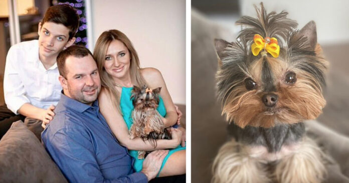 A Ukrainian family of refugees loses their beloved dog 6 days after their arrival in Great Britain