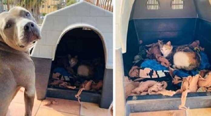 The pit bull surprised the owner by giving up the kennel to a stray cat. She trusted the dog so much that she gave birth to kittens there.