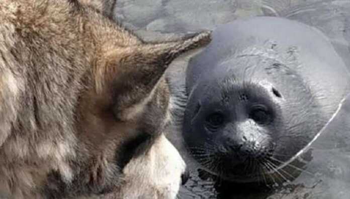 The dog helped the seal cub out, thinking it was a puppy