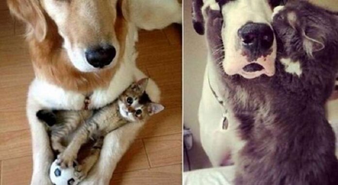 15 cats and dogs that prove they can be best friends