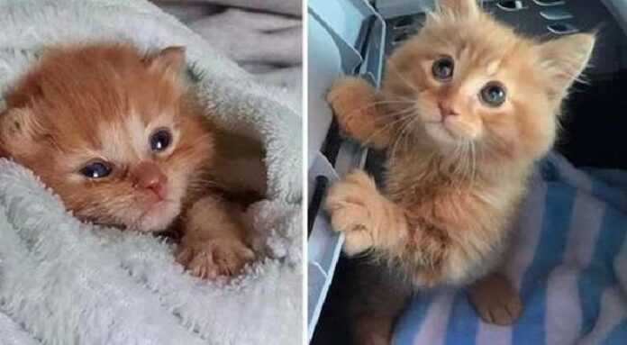 The kitten wished to stay with the family that saved him