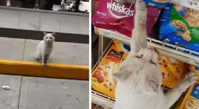 A cunning stray cat lured a Mexican woman to the animal department, but received not only food, but also a new home