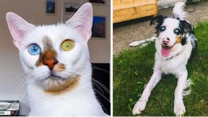 15 pets, over whose color nature did its best, turning them into a living work of art