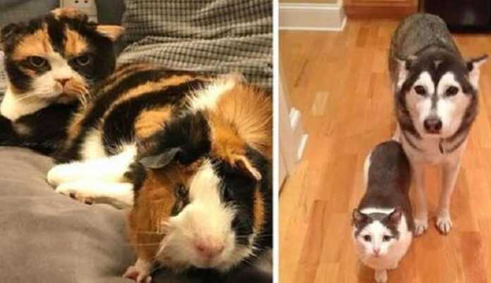 15 Incredible Cases When Pets Looked Like Twins, When It Couldn't Actually Be