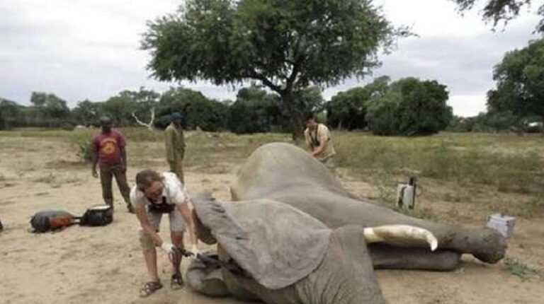 A wounded elephant came to ask a man for help