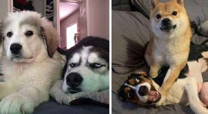 15 Photos Of Canine Siblings Who Are Clearly Not Enthusiastic About Their Relatives