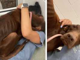 The ignored and neglected dog could not stop hugging the woman who saved him from death