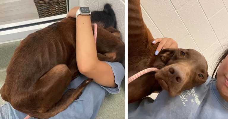 The ignored and neglected dog could not stop hugging the woman who saved him from death