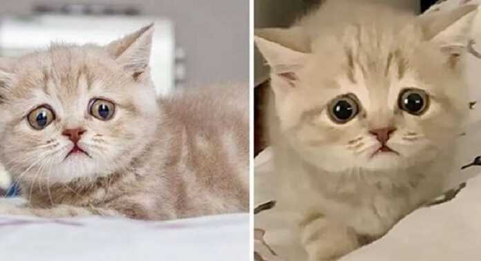 Saddest-Eyes kitten crosses continents to be with his dream family