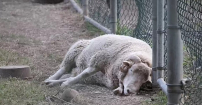 At the zoo, they call him “depressed ram”. For 24/7 he lies on the ground, pressed into the fence