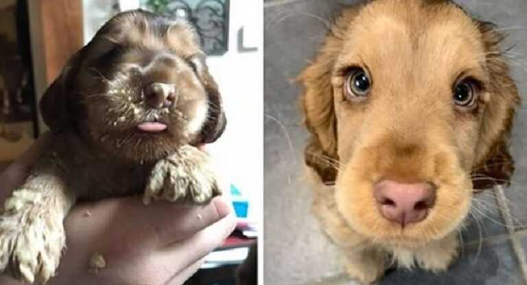 Winnie the Cocker Spaniel Puppy Looks Like a Disney Princess Dog