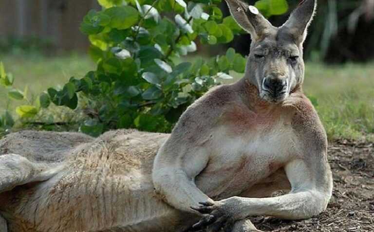 Posing animals challenge adult magazine models